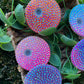 Rhinestones Lid